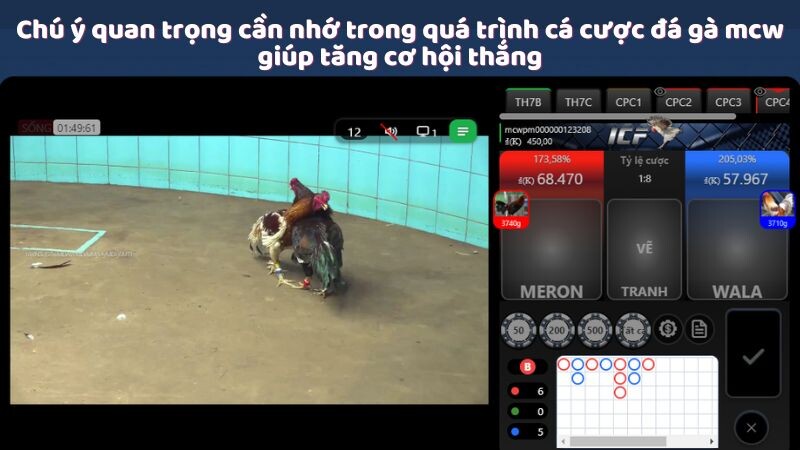 Chú ý quan trọng cần nhớ trong quá trình cá cược đá gà mcw giúp tăng cơ hội thắng